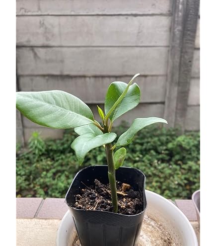 Amazon.co.jp: 【激レア品種】珍しいグレー系のプルメリア接木苗